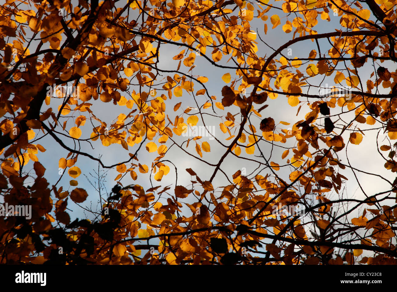 Die Herbstsonne leuchtet die gelbe Blätter eines Baumes grau-Erle (Alnus Incana). Schweden. Stockfoto