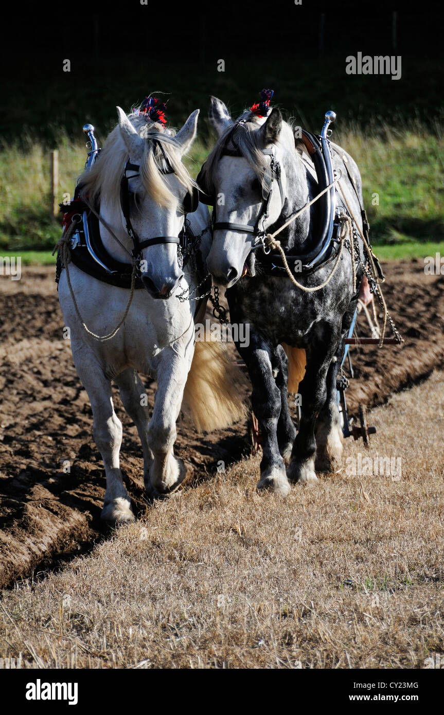 Zwei Percheron-Dapfel-graue Schwerpferde, die an einem Pflügerspiel im Weald and Downland Living Museum, Singleton, West SÜSS, teilnehmen Stockfoto