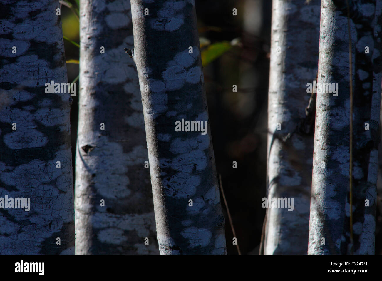 Stiele der gesprenkelten Erlen (Alnus Incana (L.) Moench). Vaesternorrland, Schweden Stockfoto