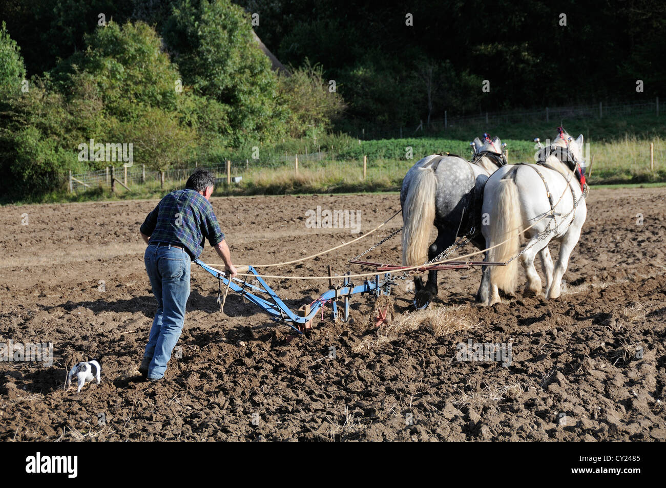 Zwei Percheron-Dapfel-graue Schwerpferde, die an einem Pflügerspiel im Weald and Downland Living Museum, Singleton, West SÜSS, teilnehmen Stockfoto