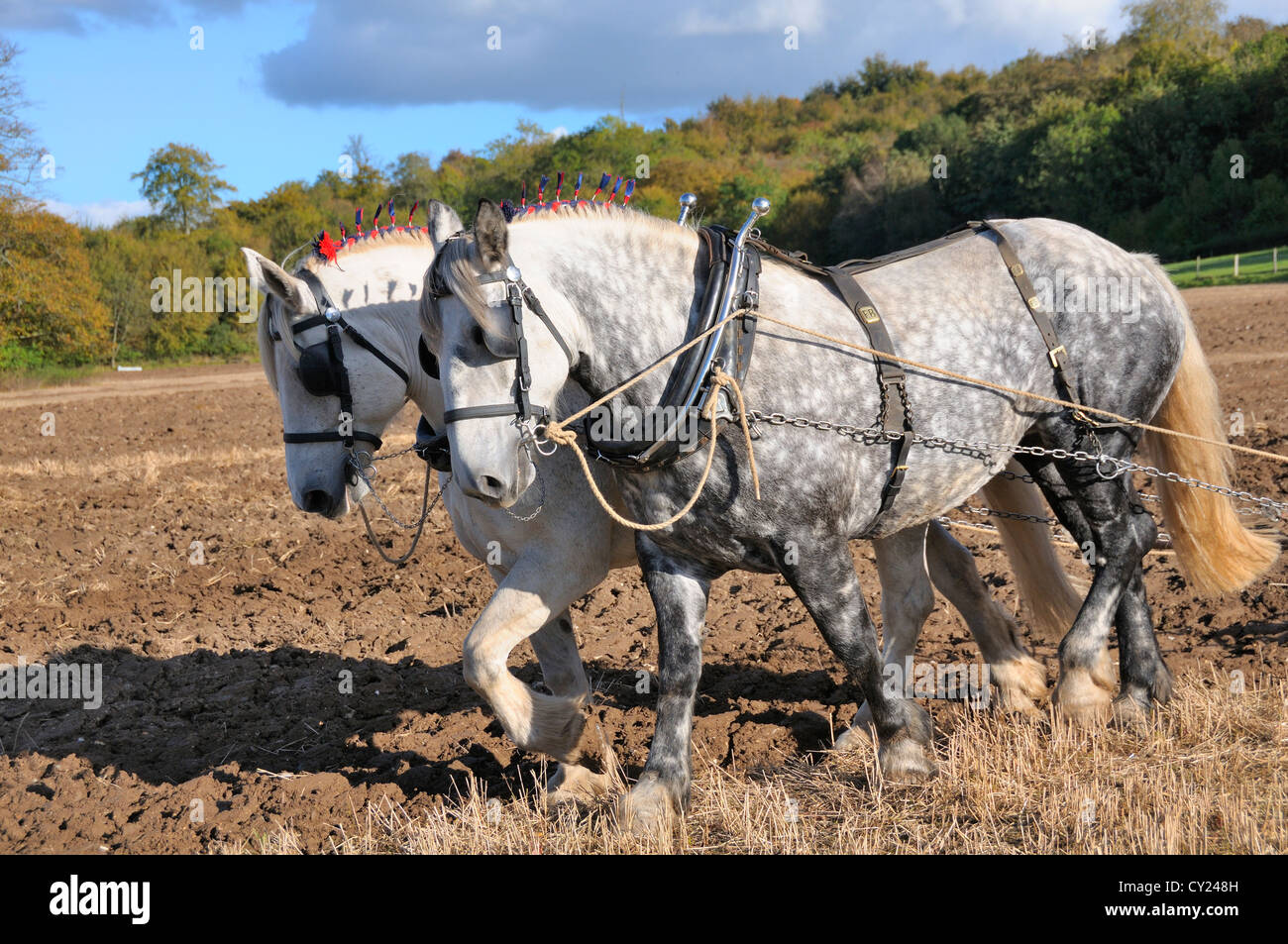 Zwei Percheron-Dapfel-graue Schwerpferde, die an einem Pflügerspiel im Weald and Downland Living Museum, Singleton, West SÜSS, teilnehmen Stockfoto