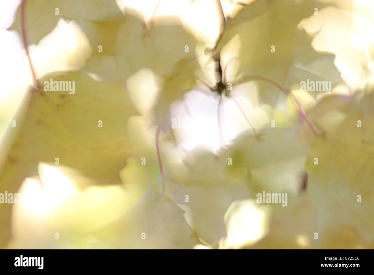 Die gelben Blätter von einem Ahorn (Acer SP.) Zittern in der Herbstwind Stockfoto