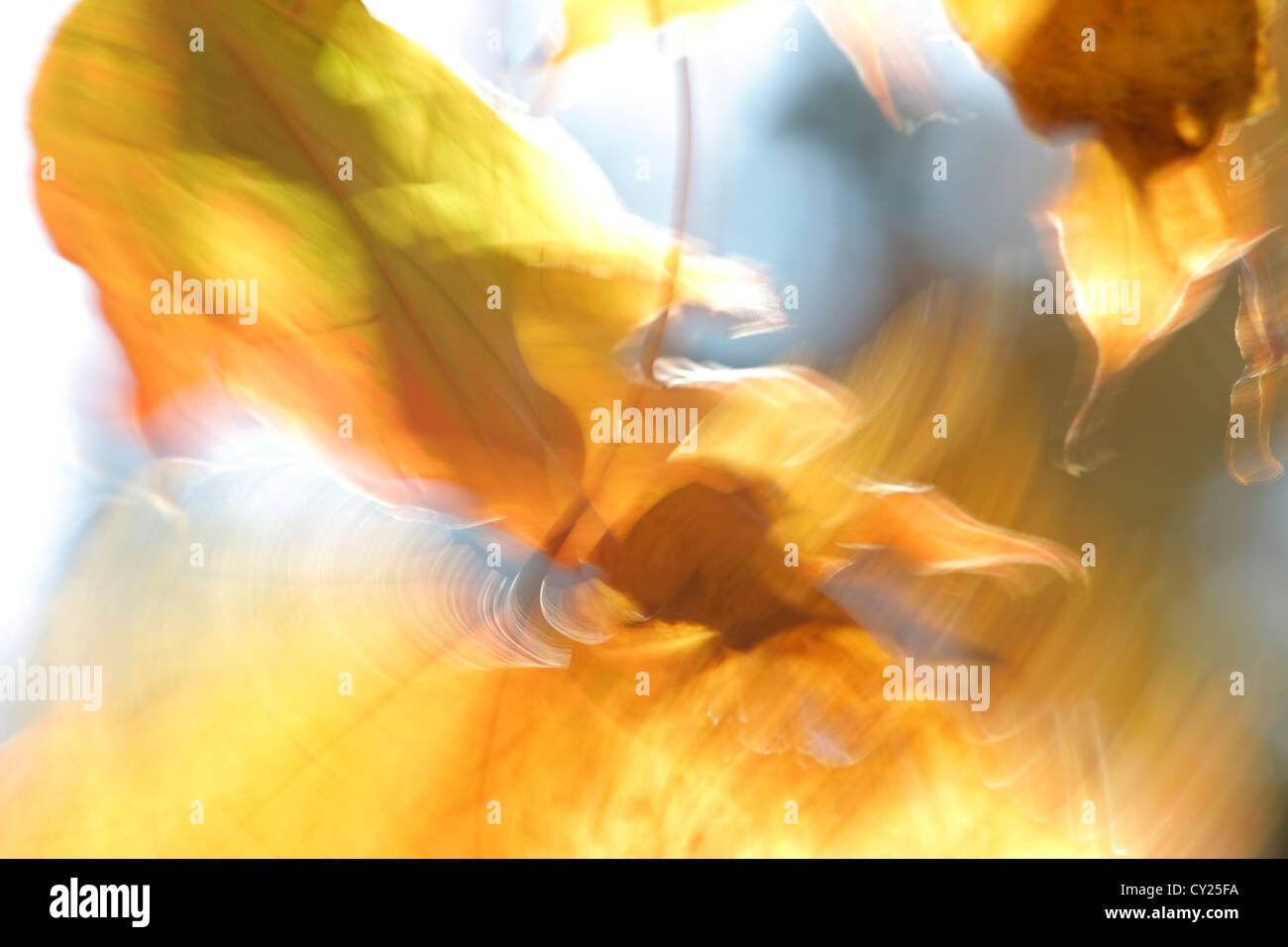 Die gelb-Orange Blätter eines Baumes Ahorn (Acer SP.) Zittern in der Herbstwind. Stockfoto