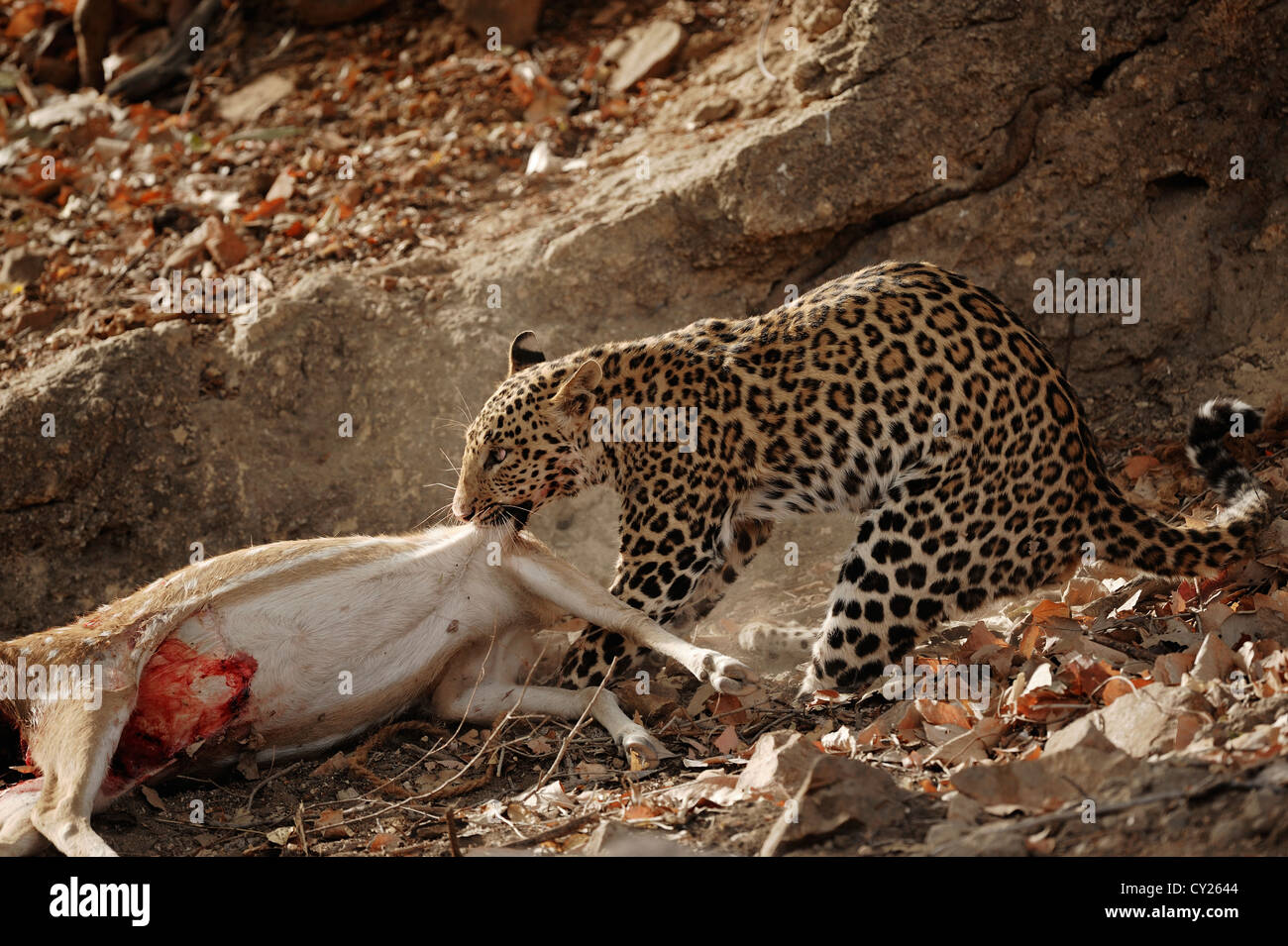 Leopard (Pathera Pardus) ziehen zu töten, Ramthambhore, Indien Stockfoto