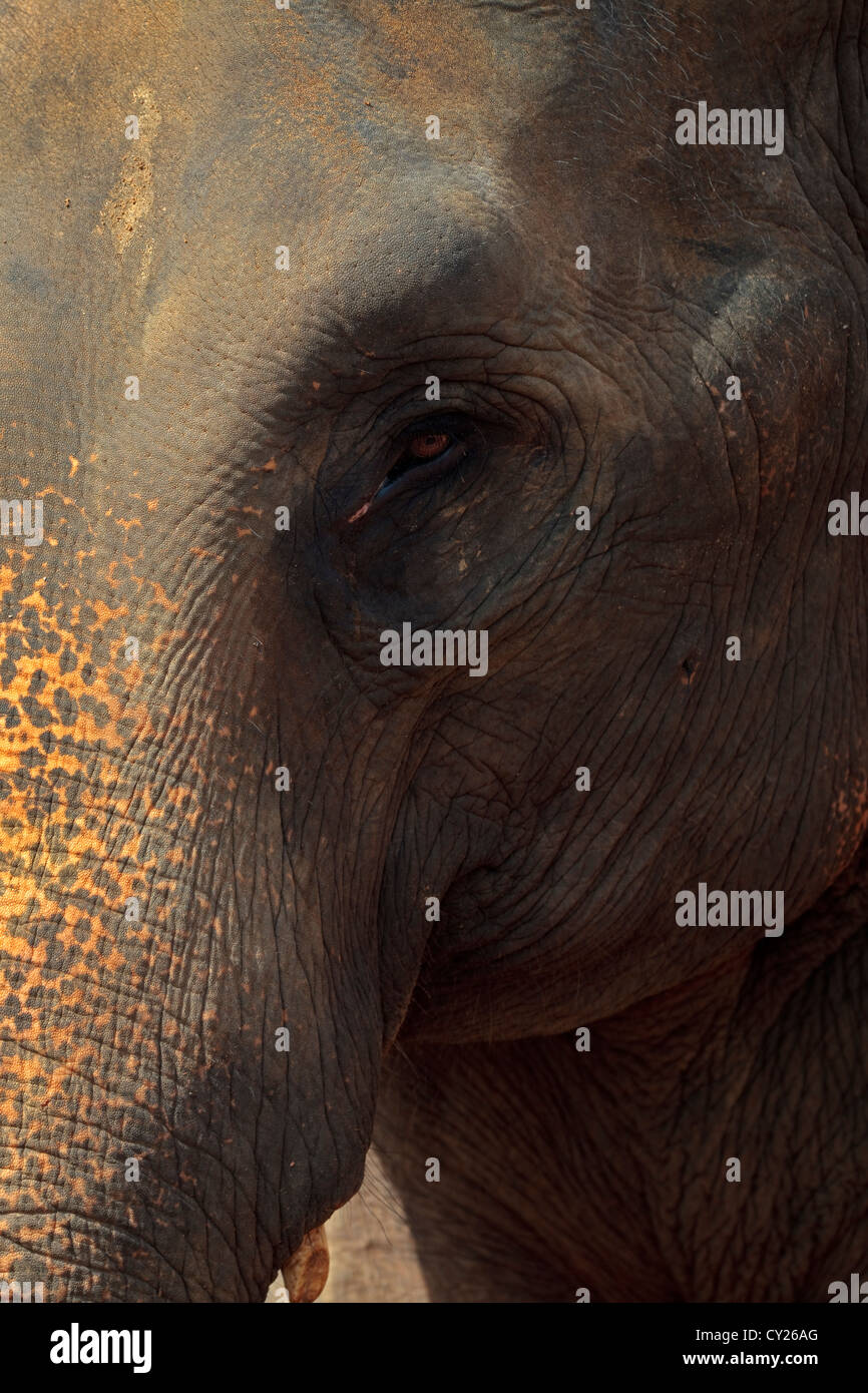 Nahaufnahme von Sri Lanka Elefant, eine bedrohte Art, sein Auge und die identifizierende Kennzeichnung auf sein Gesicht und Rumpf, Stockfoto