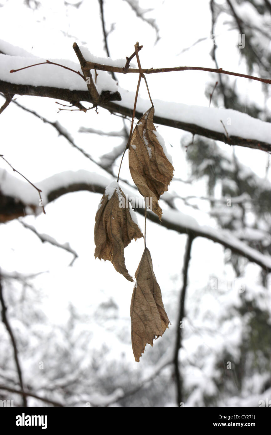 schneebedeckte Zweige und Blätter an einem Baum in der Wintersaison, Natur, Detail, photoarkive Stockfoto