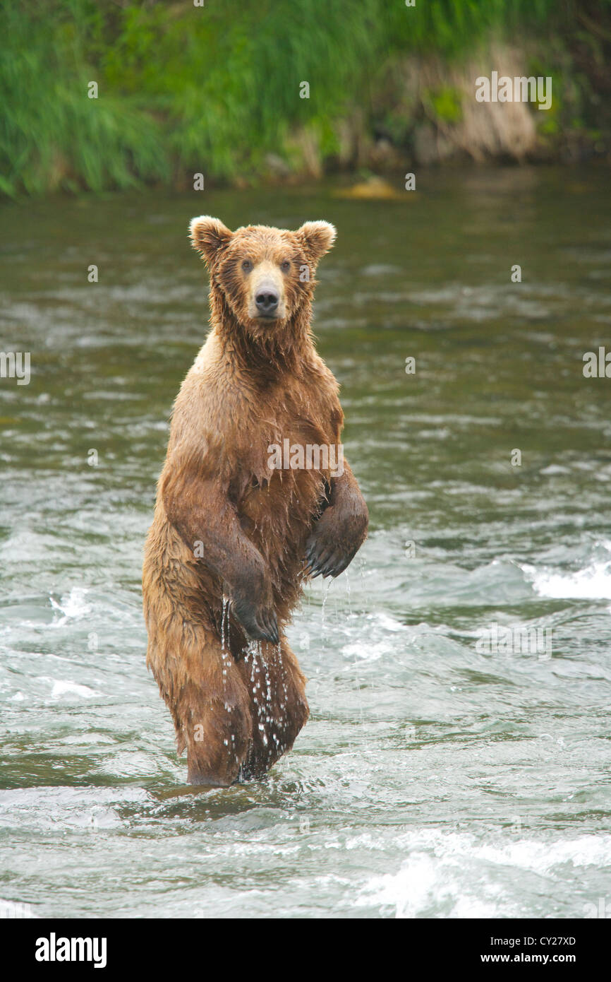 Braunbären der Katmai National Park in Alaska Stockfoto