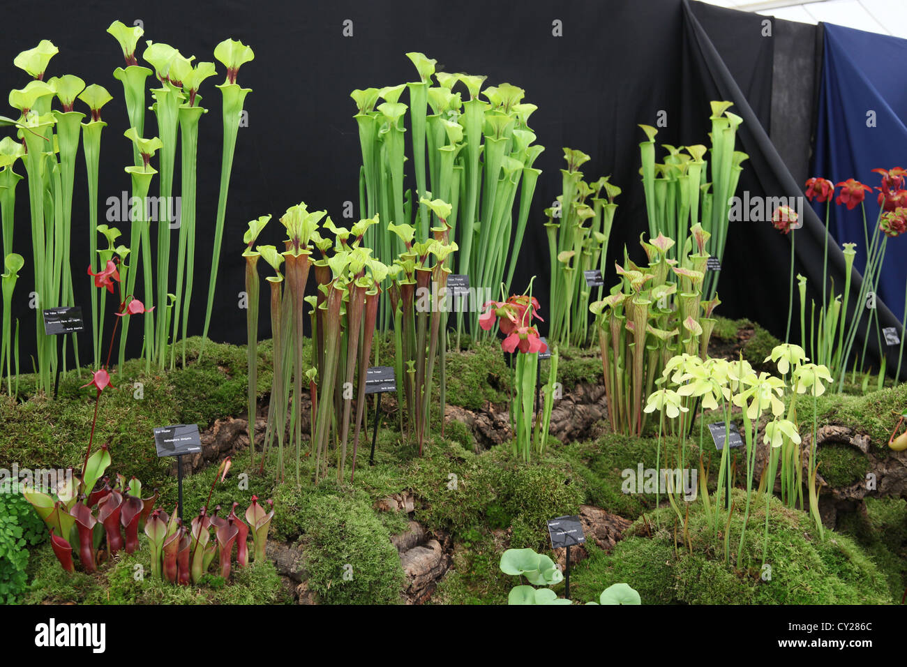 Eine dramatische Darstellung der insektenfressende Pflanzen im floralen Festzelt an der RHS zeigen, Malvern, Worcestershire, England, UK Stockfoto