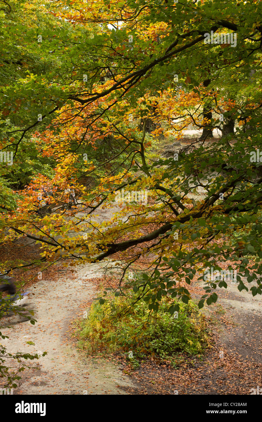 Herbst in Barton Springs, Bedfordshire Stockfoto