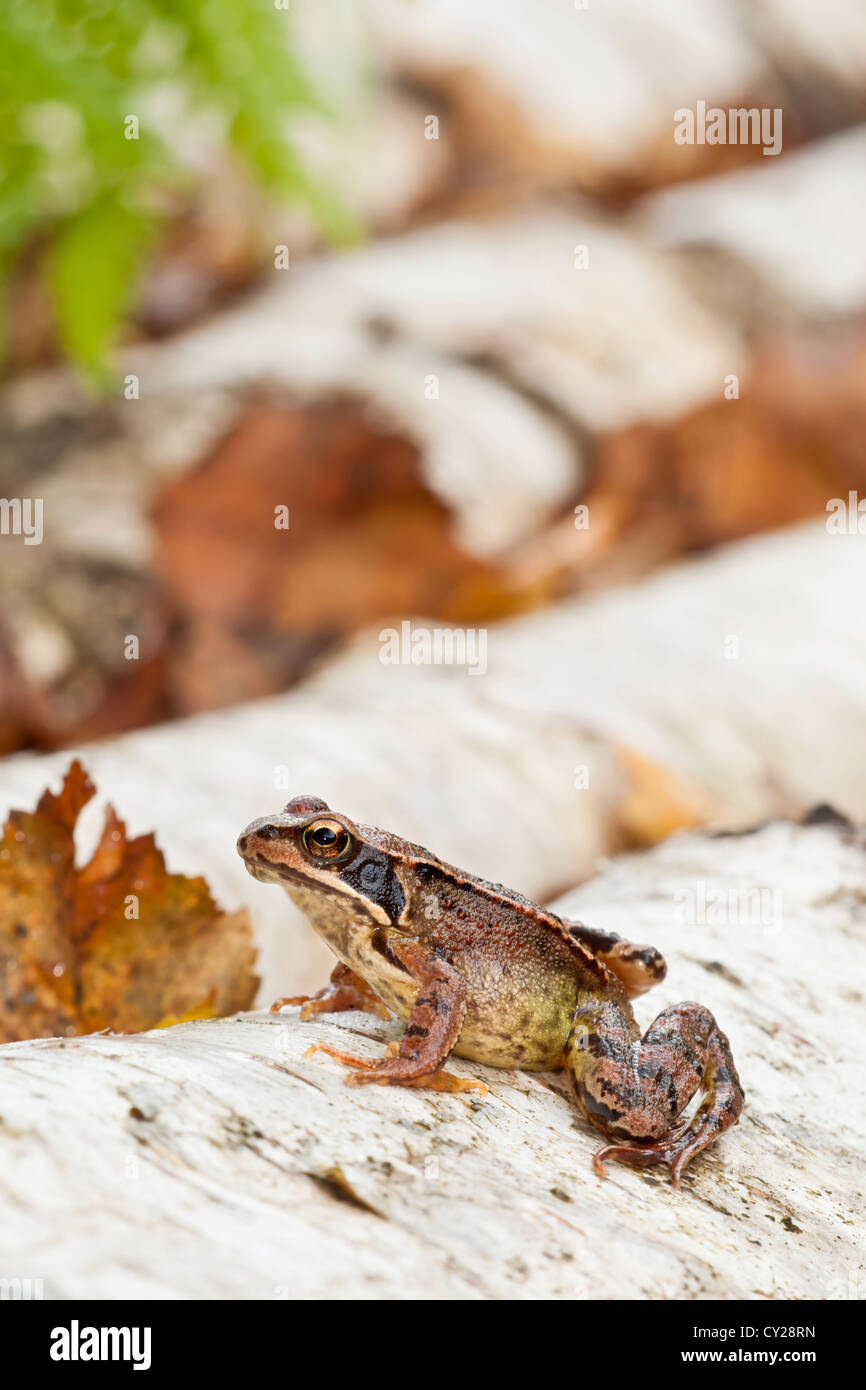 Grasfrosch (Rana Temporaria) saß auf Birke Protokolle Stockfoto