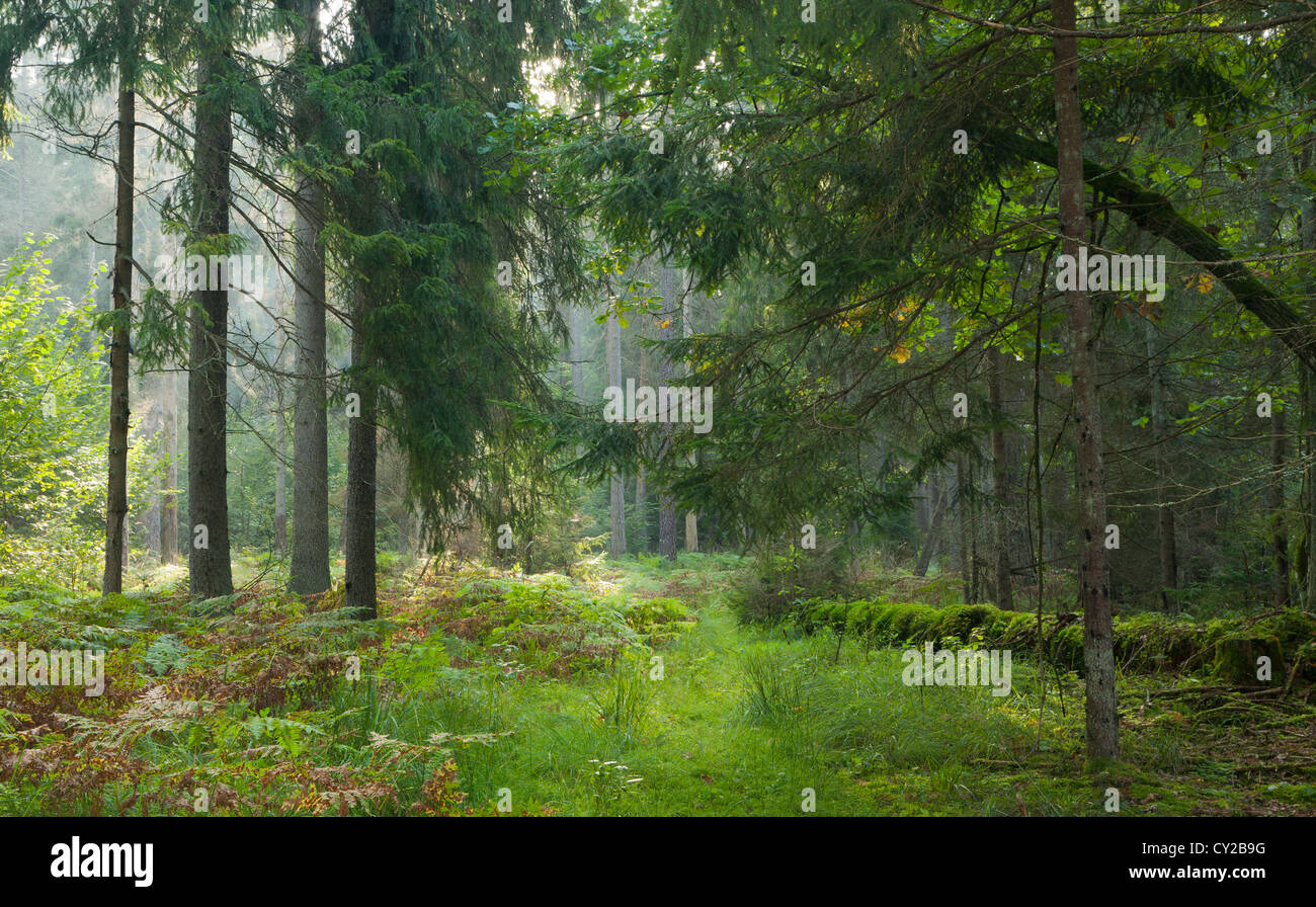Schmalen Pfad überqueren herbstlichen Morgen von Białowieża Wald stehen Stockfoto