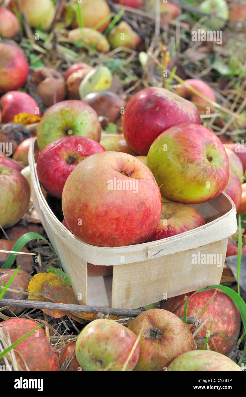 Äpfel für Apfelwein Herstellung auf Körbchen auf dem Boden einer Obstplantage Stockfoto