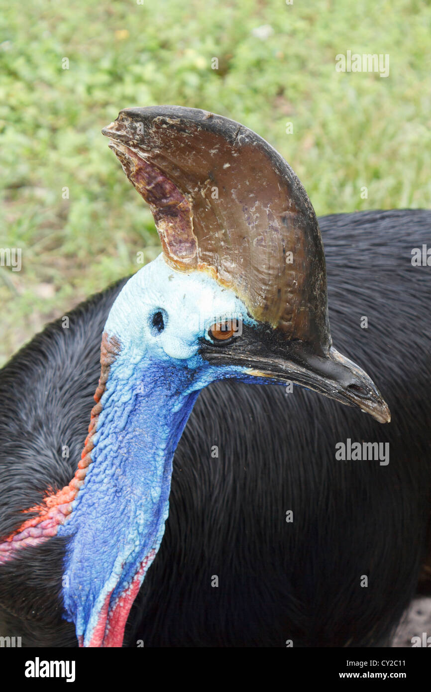 Seitenansicht der Helmkasuar (Casuarius) den großen flugunfähigen Vogel Stockfoto