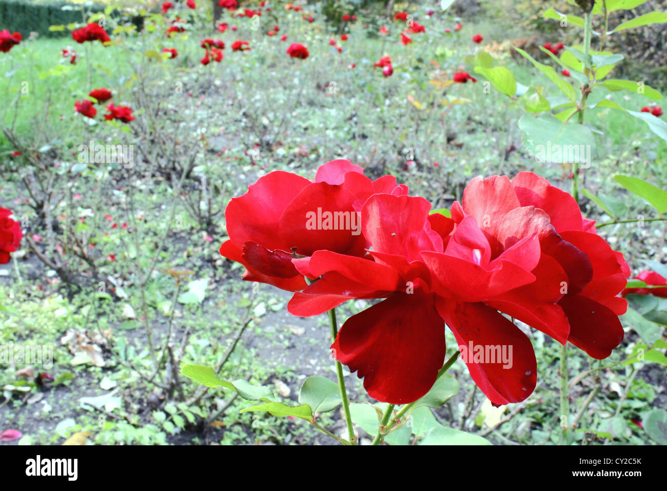 rote rose im Garten im Herbst - Vintage Bild aussehen Stockfoto