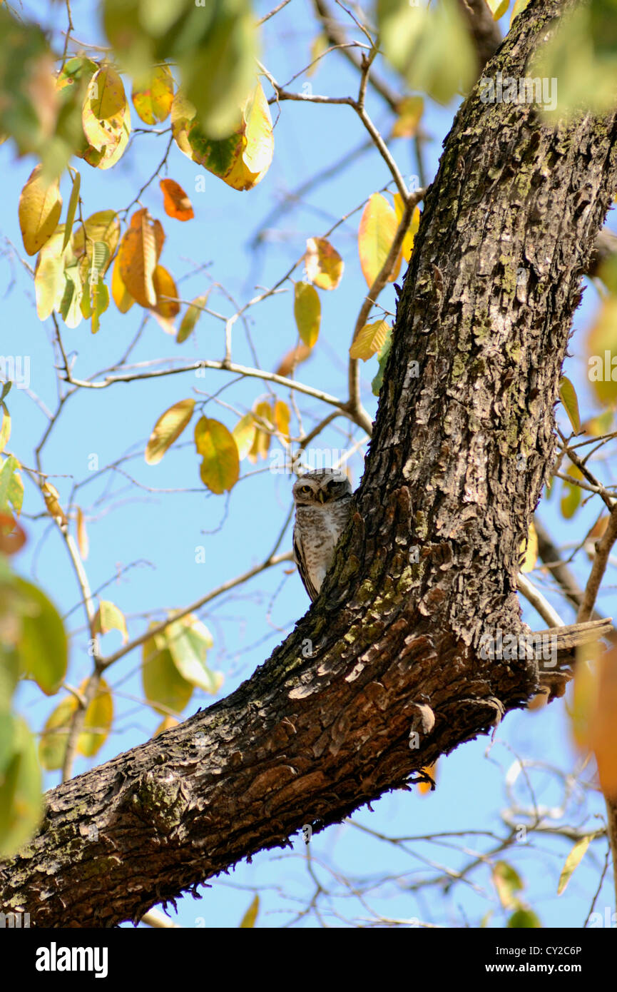 Gefleckte Owlet (Athene Brama) in Bandhavgarh National Park, Madhya Pradesh, Indien Stockfoto