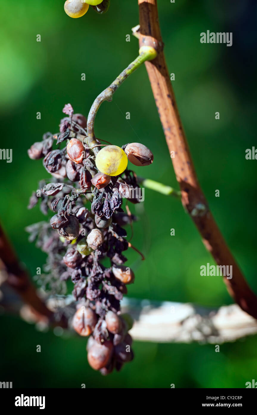 Ein Beispiel der Peronospora, Grape Krankheit Stockfoto