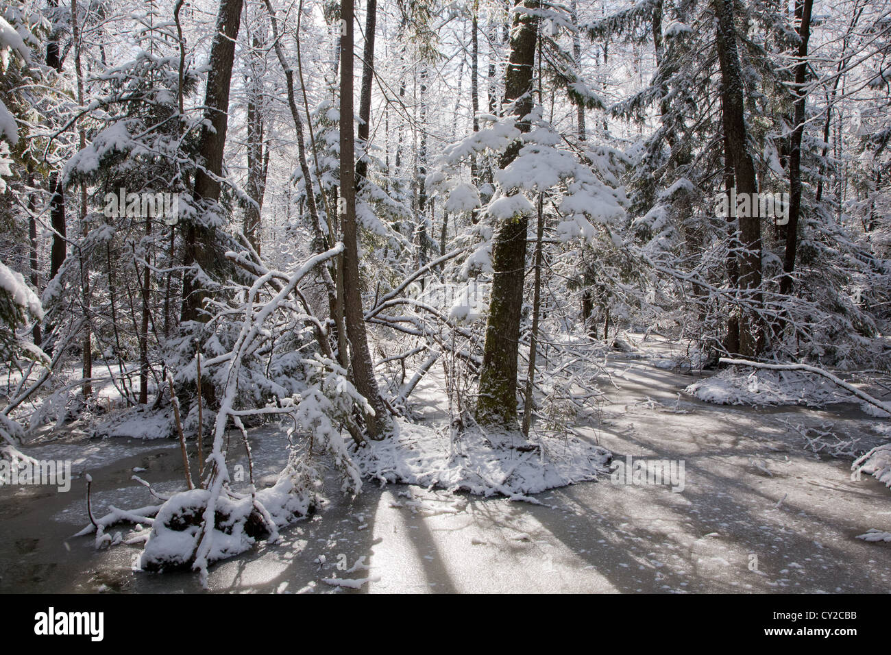 Schneefall nach Feuchtgebiet stehen morgens mit Schnee umhüllt Bäume im Hintergrund und gefrorenes Wasser im Vordergrund Stockfoto