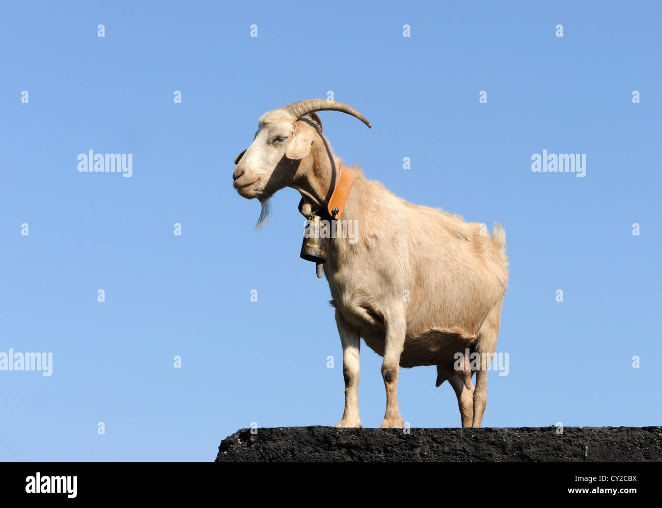 Eine weibliche Ziege mit einer Glocke ein Halsband.  Asturien, Spanien. Stockfoto