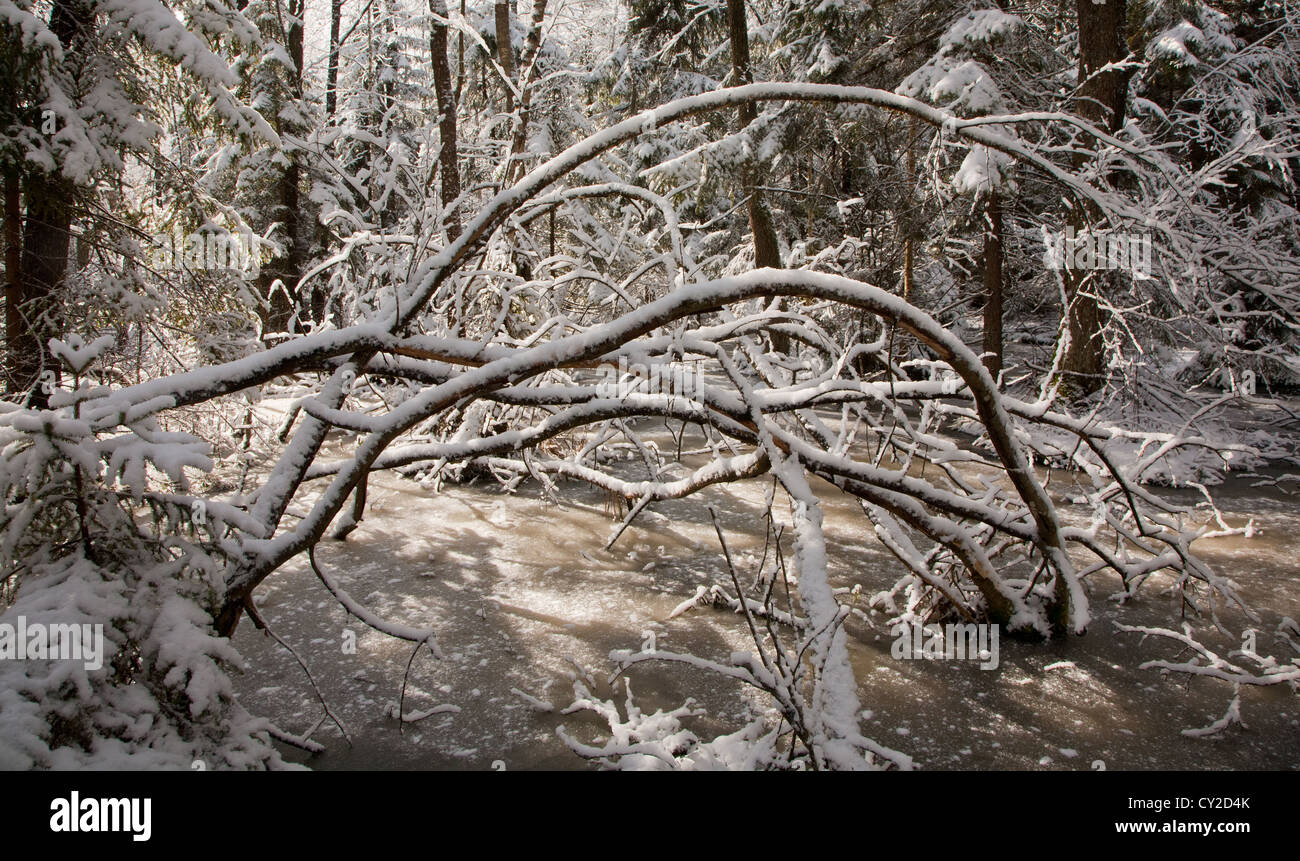 Schneefall nach Feuchtgebiet Stand morgens mit Schnee umhüllt Bäume und gefrorenes Wasser rund um Stockfoto