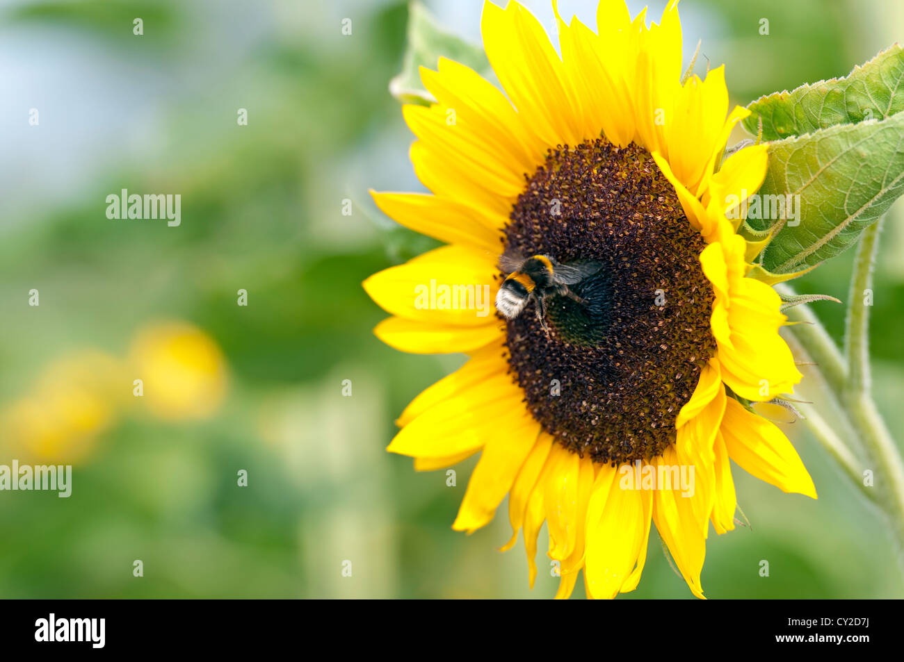 Schöne Sonnenblumen mit Biene gegen den blauen Himmel Stockfoto