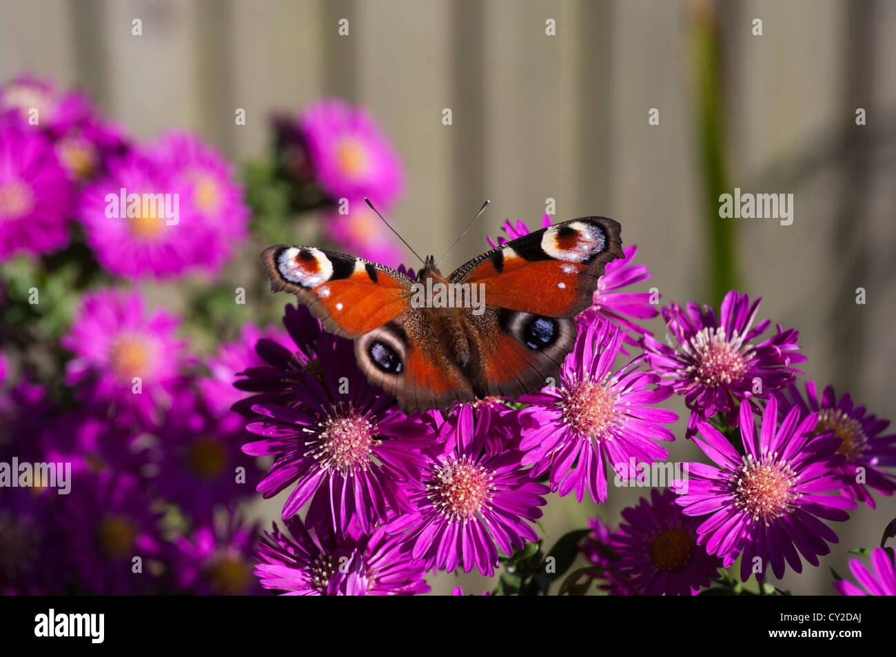 Schmetterlinge großbritannien Fotos und Bildmaterial in hoher