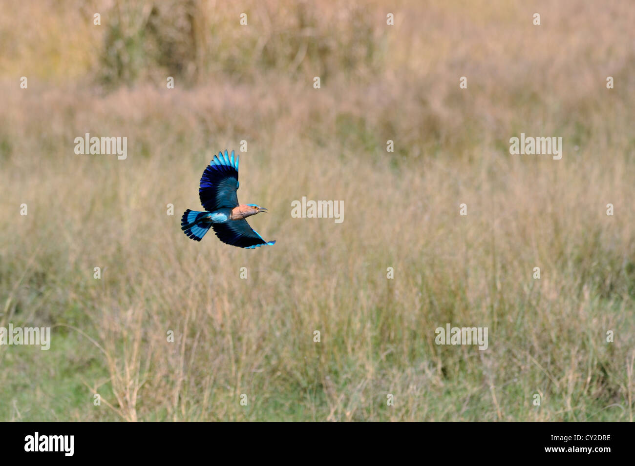 Indische Walze (Coracias Feige) in Bandhavgarh National Park, Madhya Pradesh, Indien Stockfoto