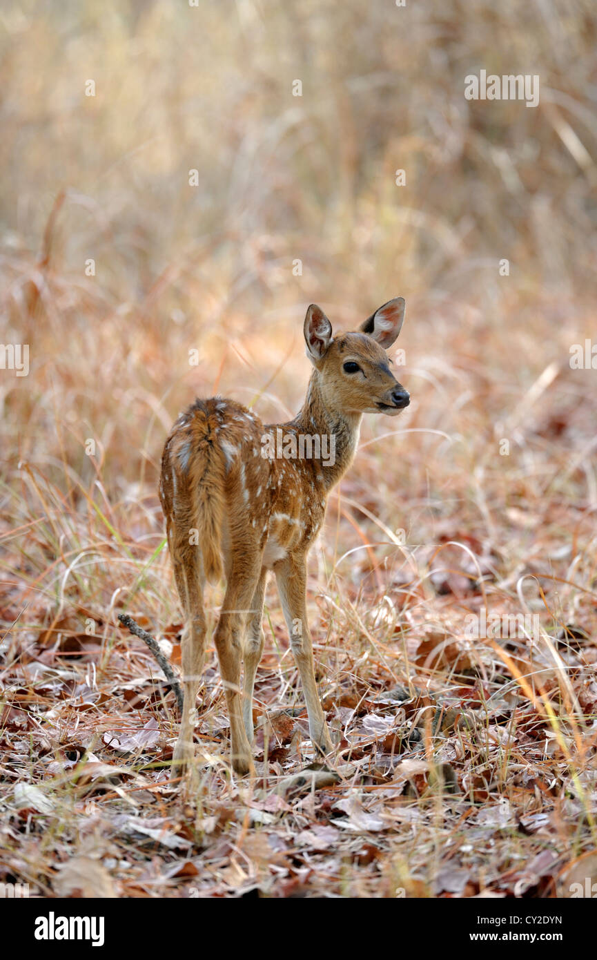Young Chital Rotwild (Achse-Achse) in Bandhavgarh National Park, Madhya Pradesh, Indien Stockfoto