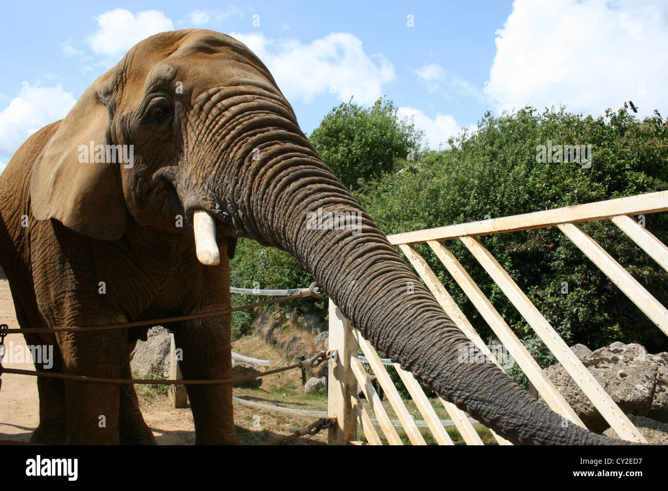 Elefant, Essen in Colchester Zoo mit Bäumen und Geländer im Hintergrund Stockfoto