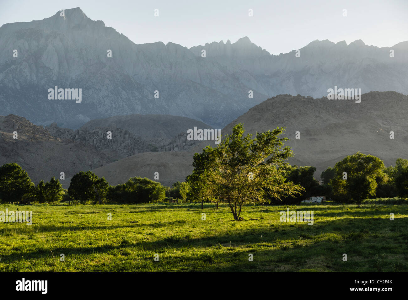 Abendsonne über Weiden, Lone Pine, CA, mit westlichen Sierra Nevada Strecke und Mount Whitney Portal in Ferne. Stockfoto