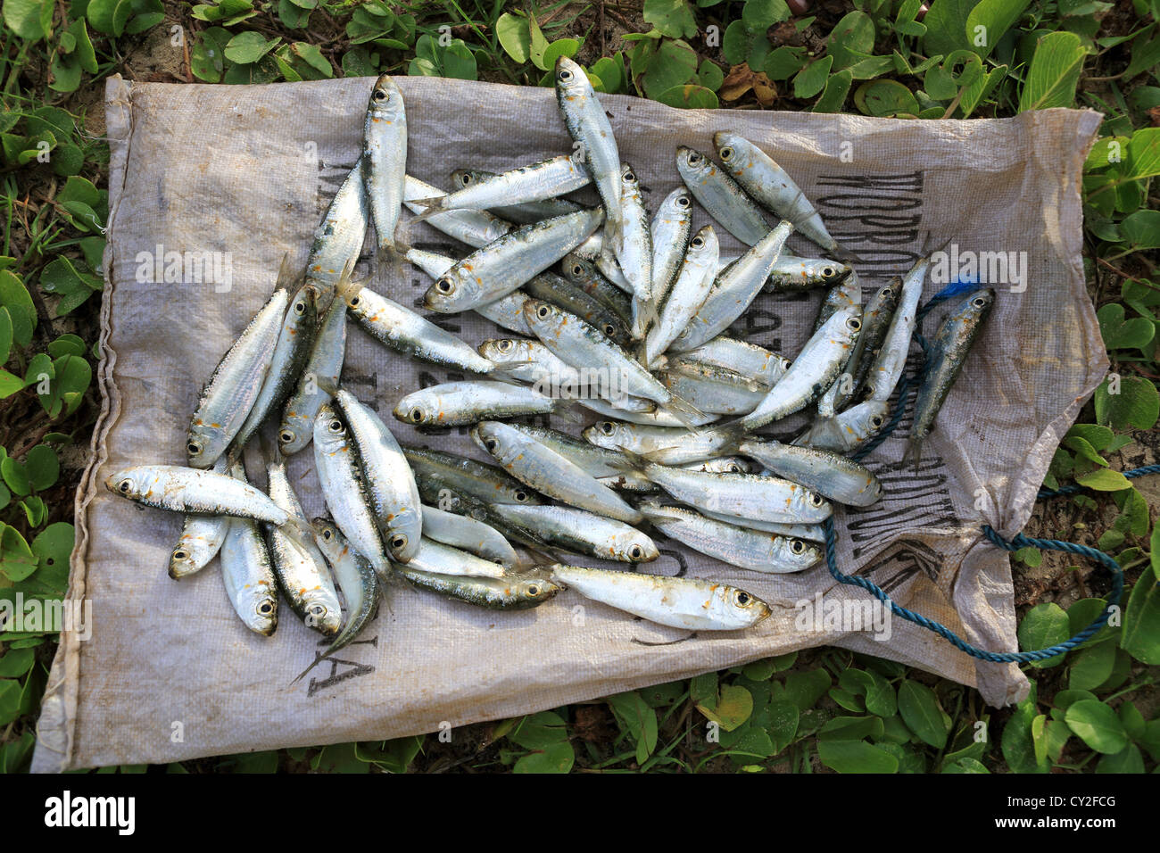 Sardinen gefangen von traditionellen Pfahlbauten Fischer in Koggala, Sri Lanka. Stockfoto