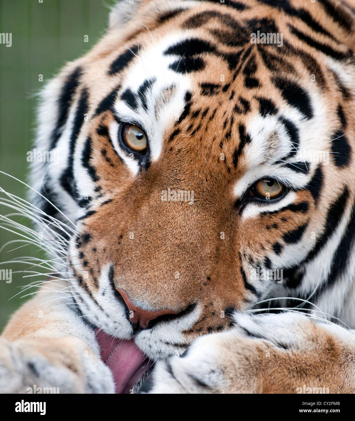 Männliche Amur-Tiger lecken sich (Nahaufnahme) Stockfoto