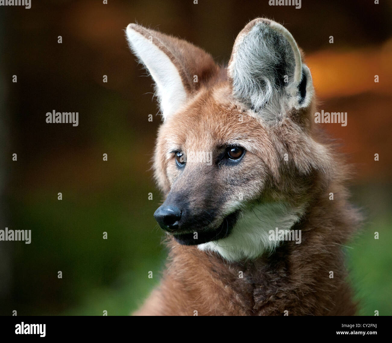 Mähnenwolf (Profil) Stockfoto