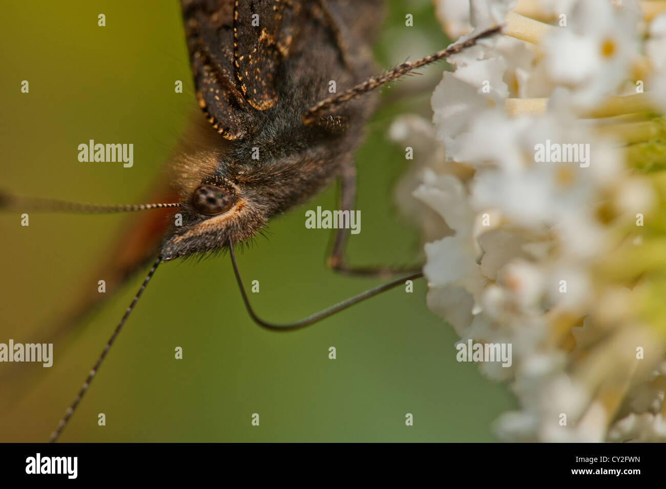 Kleine Schildpatt Schmetterling Nahaufnahmen zeigen Kopf und Rüssel Stockfoto