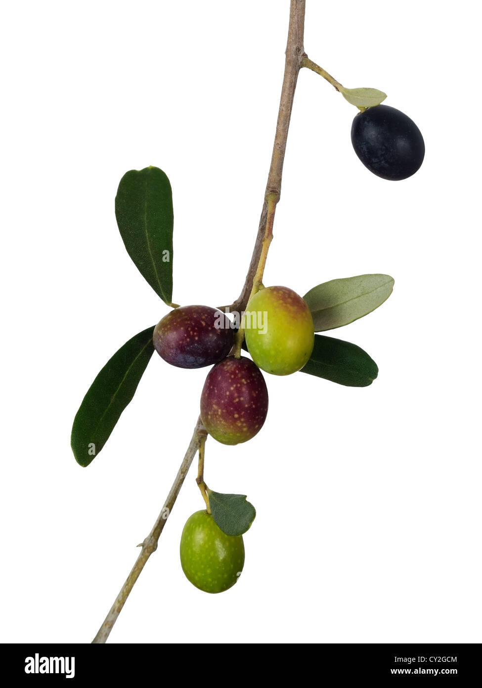 Oliven Reifen am Baum, isoliert auf weiß Stockfoto