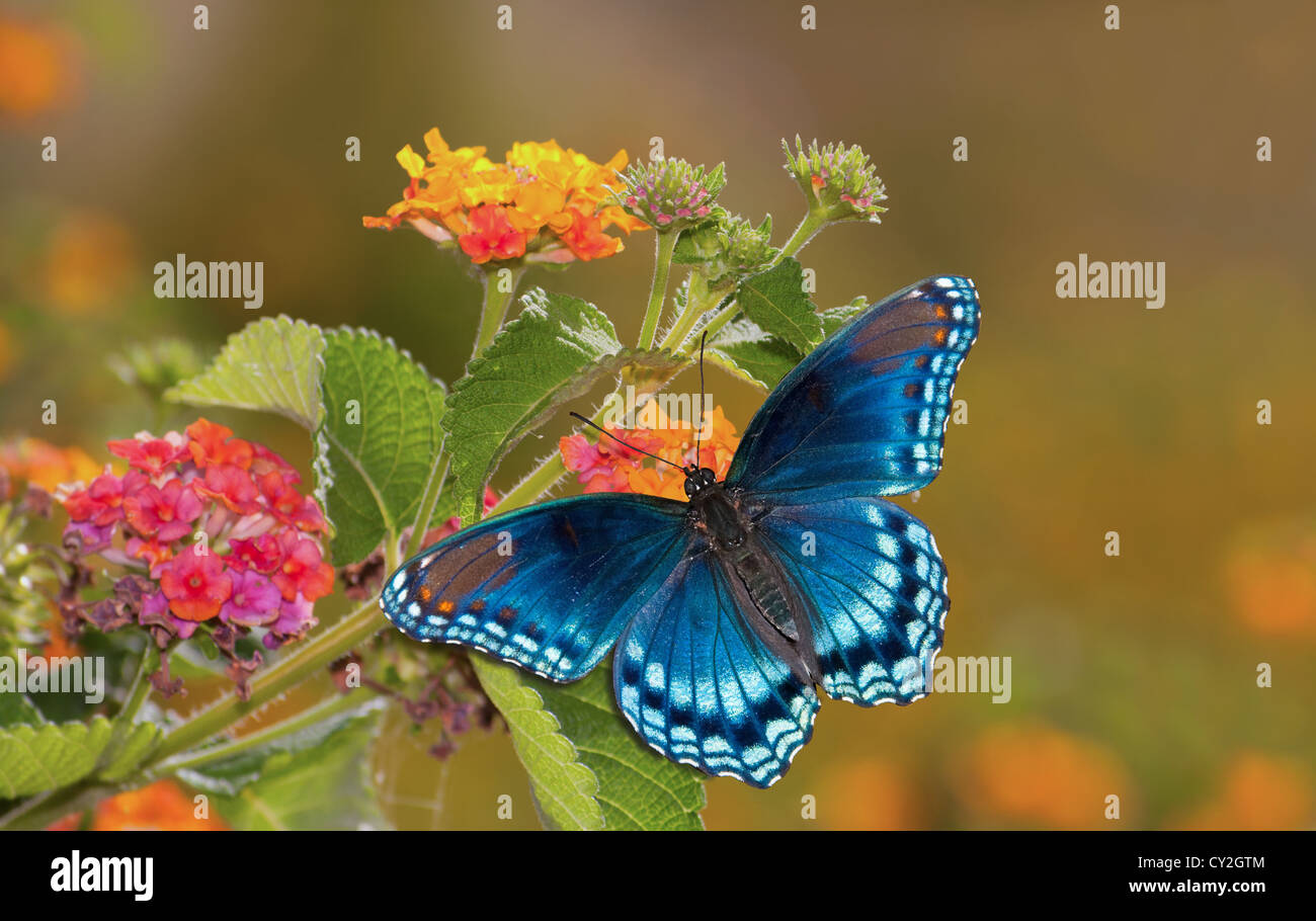 Schöne Red Spotted lila Admiral Schmetterling auf bunten Lantana Blume in der Sonne Stockfoto