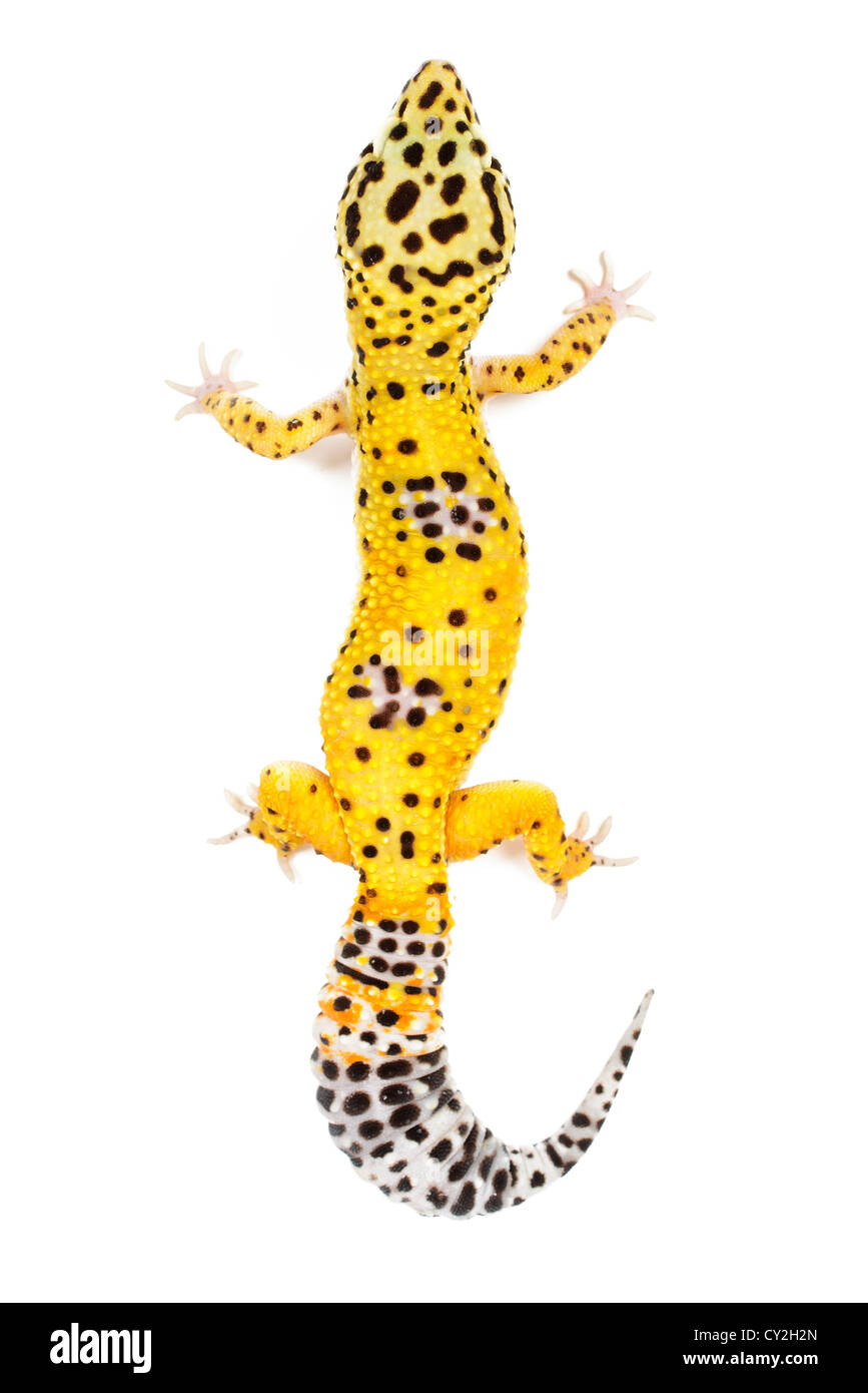 Leopardgecko auf weißem Hintergrund. Stockfoto