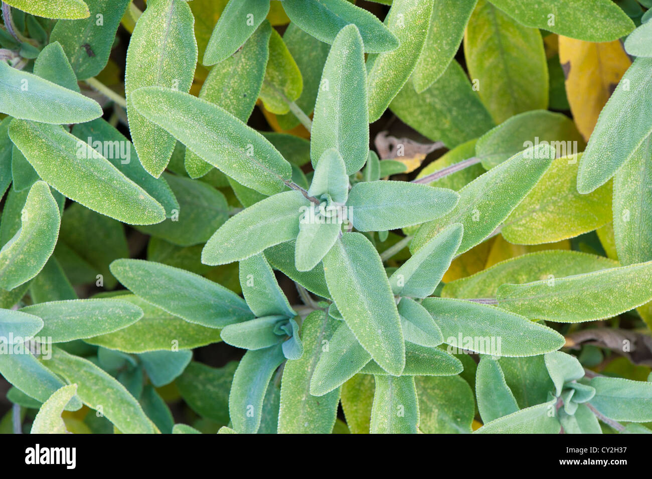 Salvia Officinalis (Salbei, Garten häufig Salbei) Stockfoto