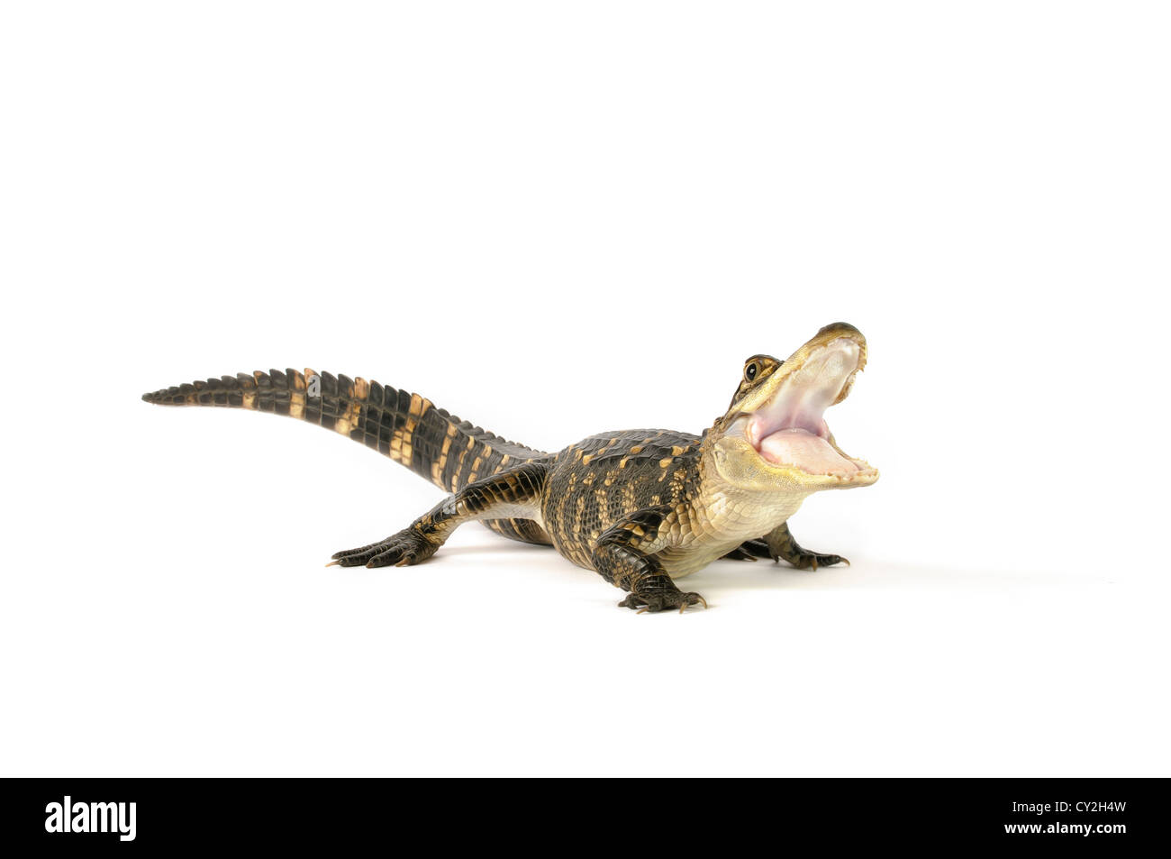 Amerikanischer Alligator auf weißem Hintergrund. Stockfoto