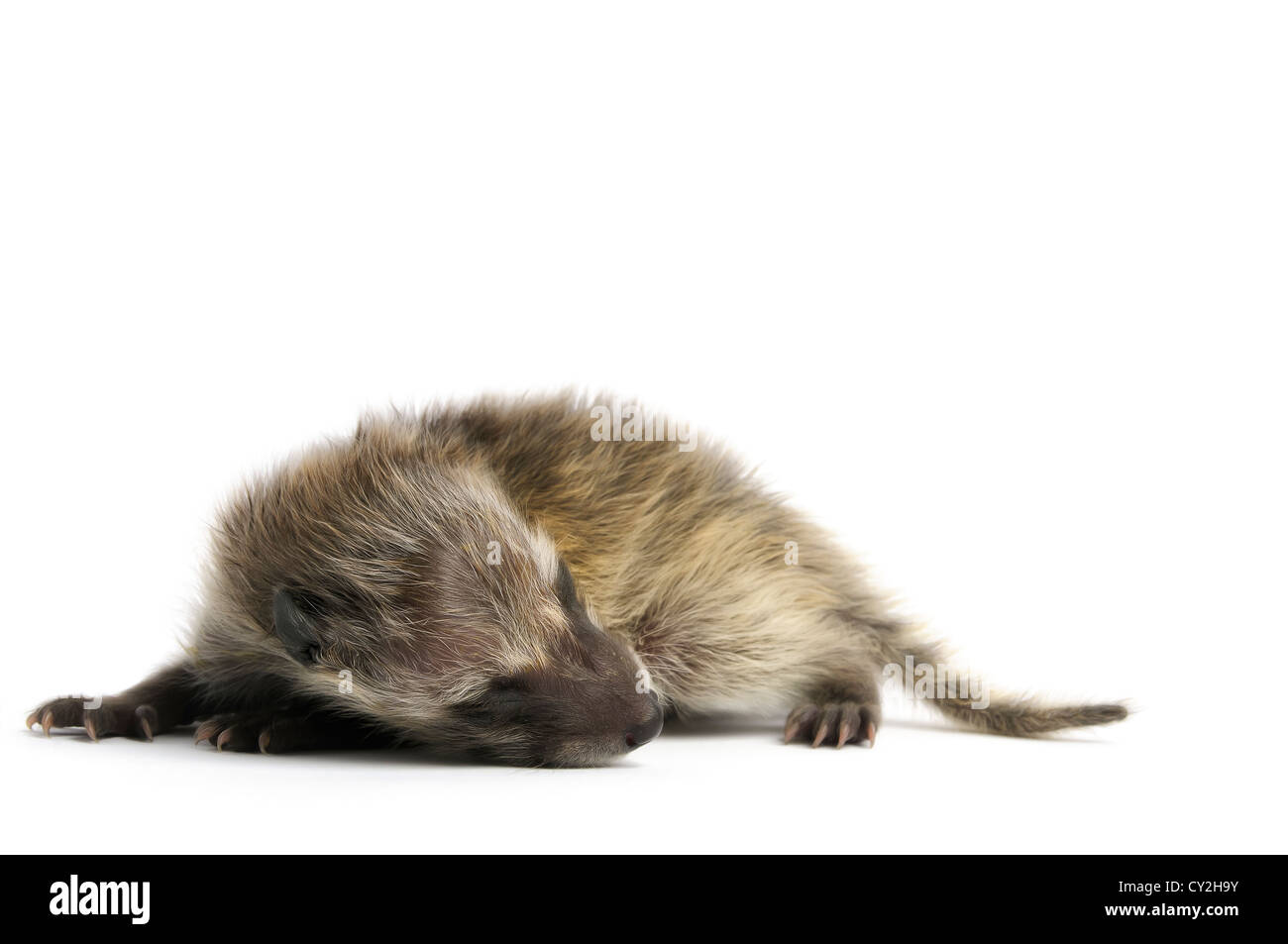 Young-Waschbär auf weißem Hintergrund. Stockfoto