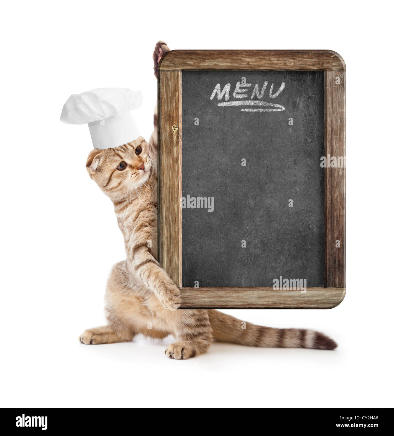 lustige Katze in Koch Hut hält Menü Tafel Stockfoto