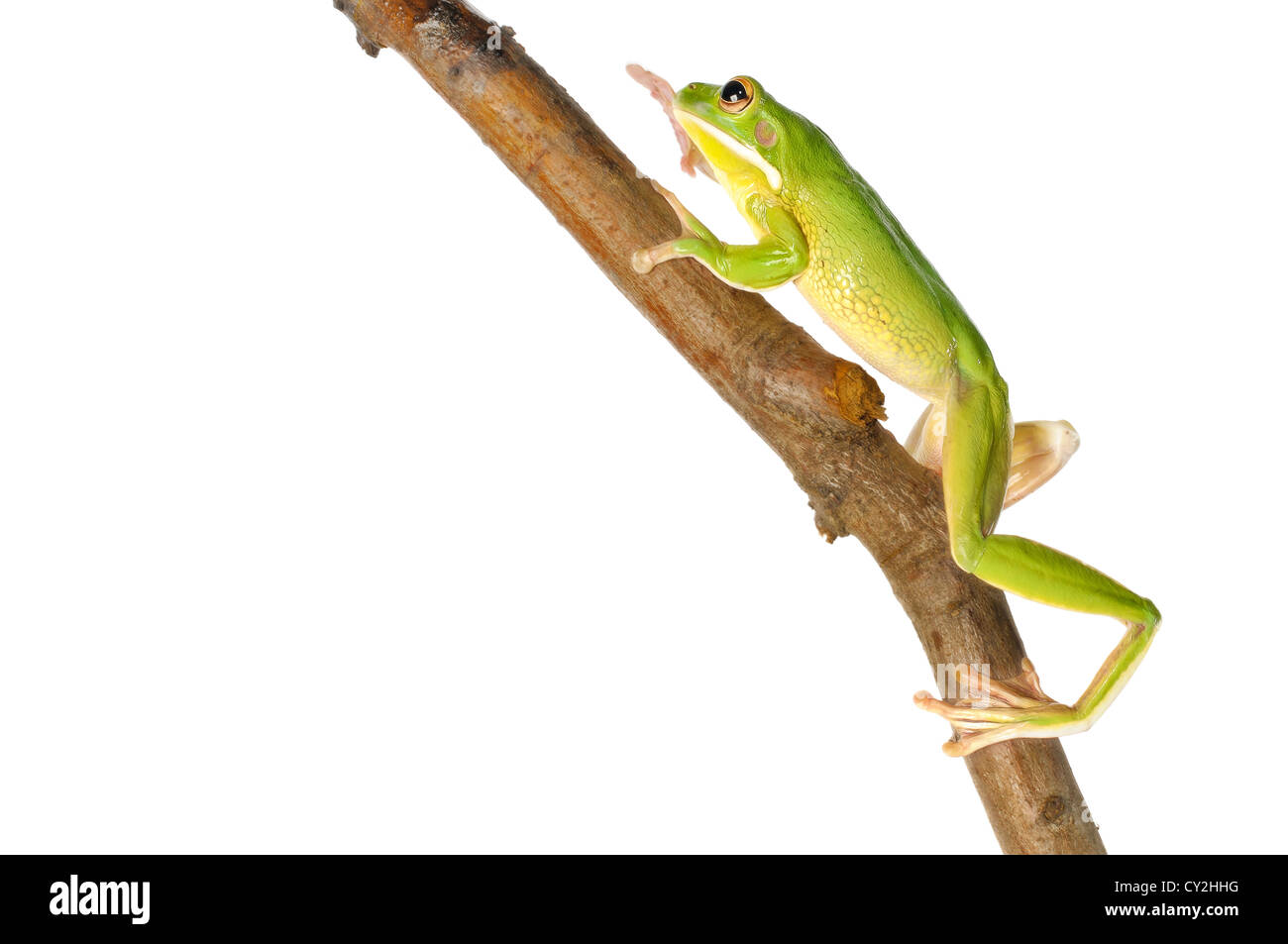 Weiße Lippen Laubfrosch auf weißem Hintergrund. Stockfoto