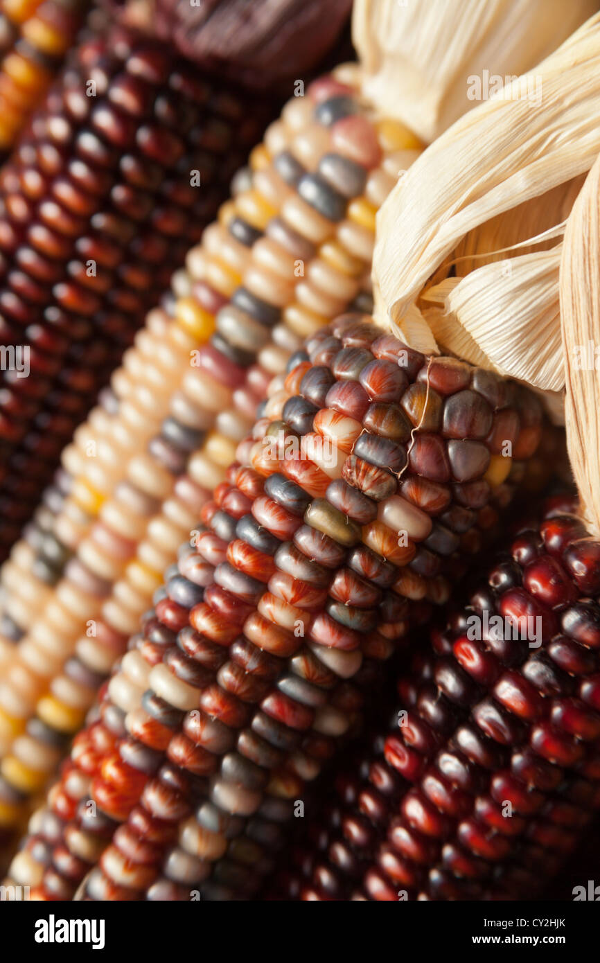 Mais, Herbst, Bauernhof Stand, in der Nähe von Danby, Vermont, USA Stockfoto