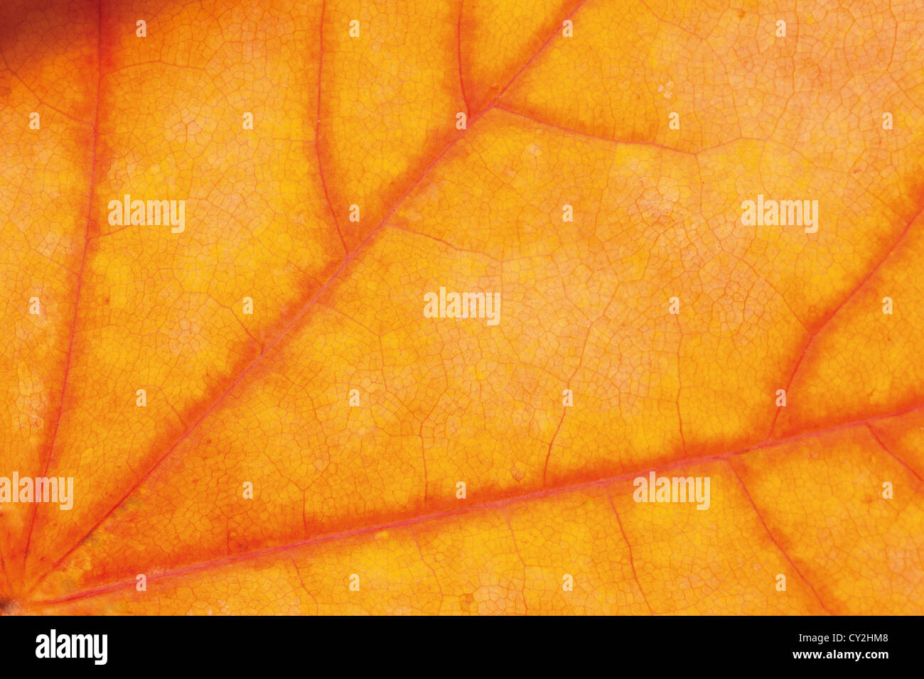 gelbe rote Blatt Hintergrund, organische natürliche Textur Stockfoto