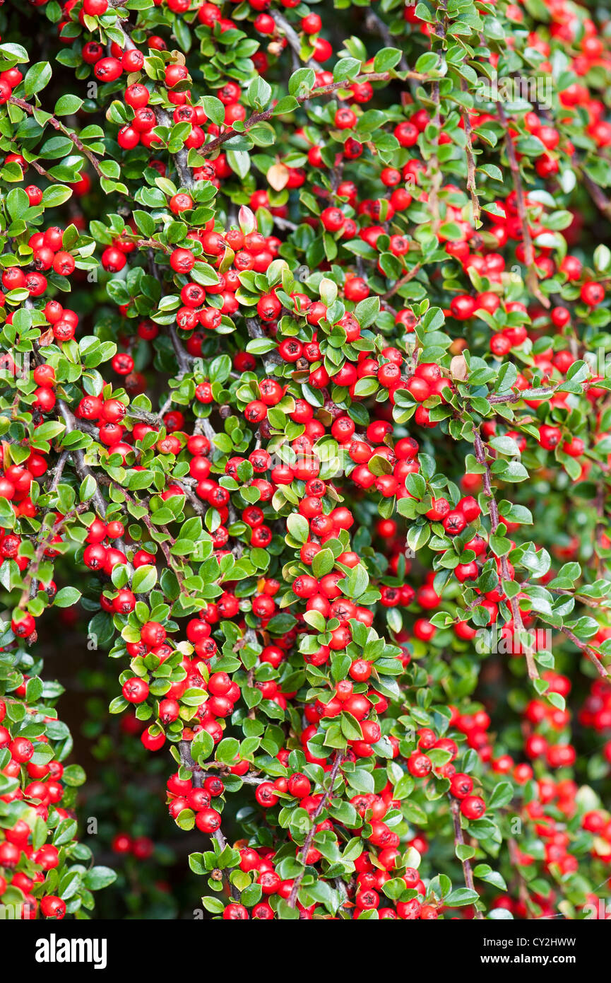 Zwergmispel Horizontalis, mit reifen roten Beeren im Herbst, Nahrung für Wildvögel Stockfoto