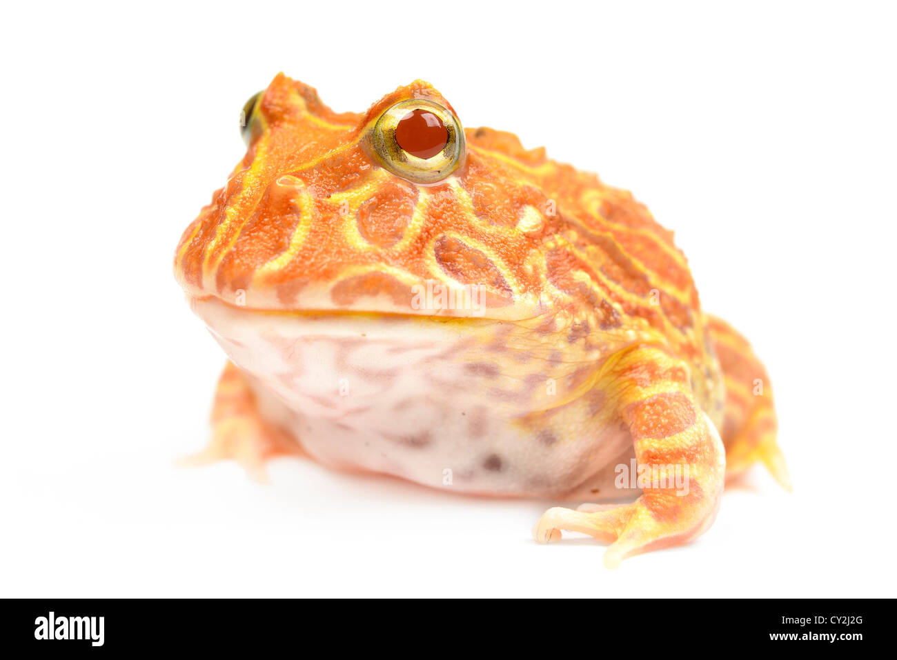 Pac-Mann-Frosch auf weißem Hintergrund. Stockfoto