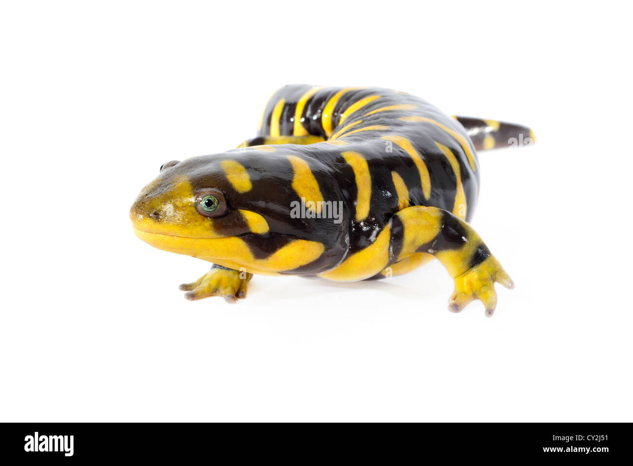 Tiger Salamander auf weiß Stockfoto