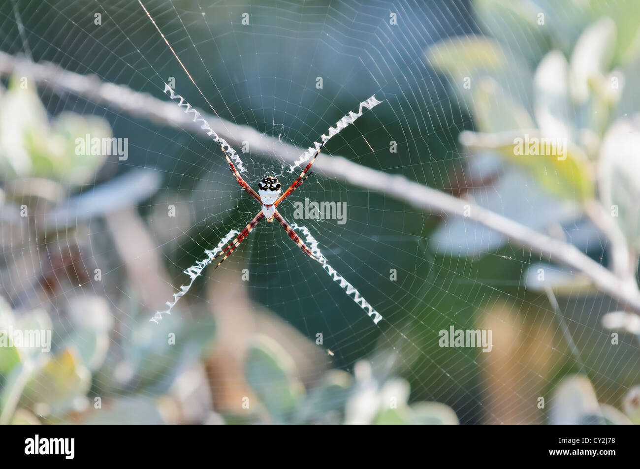 Nahaufnahme der goldene Seidenspinne im Web. Stockfoto