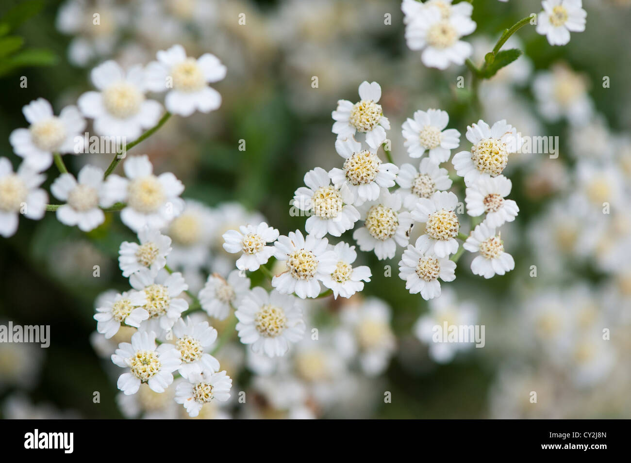 Englische Streitkolben (Achillea Ageratum) Nahaufnahme von Blumen Stockfoto