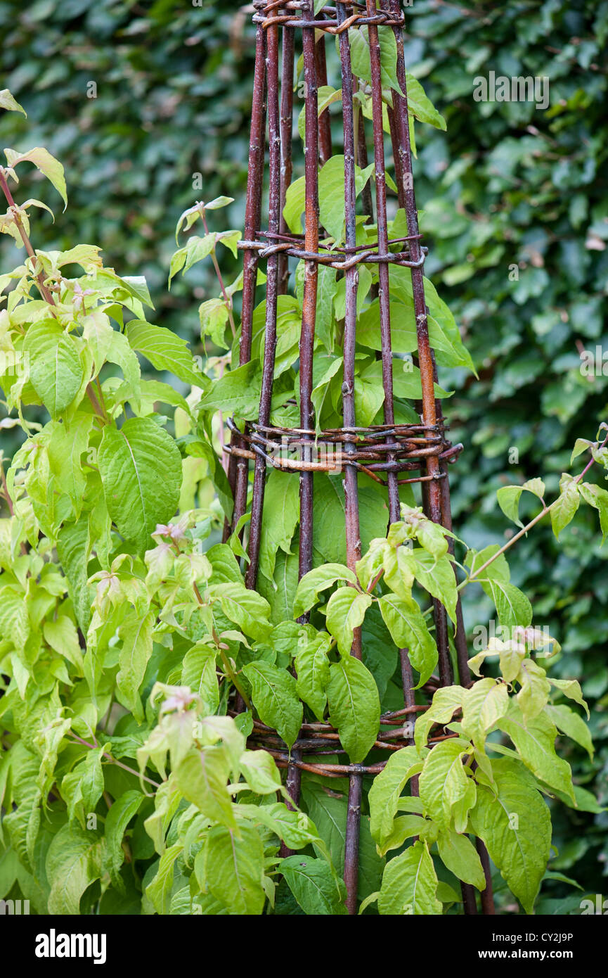 Hazel Wigwam unterstützt Fuschia, F. juntasensis Stockfoto