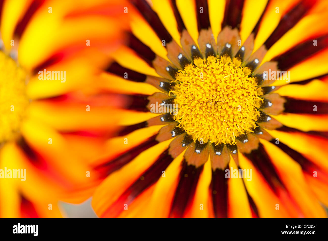 Gazinias, Stockfoto